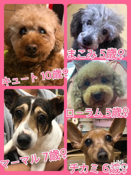 🐾今日の里親様募集中ワンコ🐶メンバーです🐾2022,4,15【保護犬カフェ天神橋店】